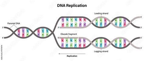 Diagram Of Dna Replication Synthesis Of Leading Strand And Lagging Strand During Dna