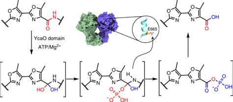 Ycao 介导的 Atp 依赖性肽酶活性在核糖体肽生物合成中的作用nature Chemical Biology X Mol