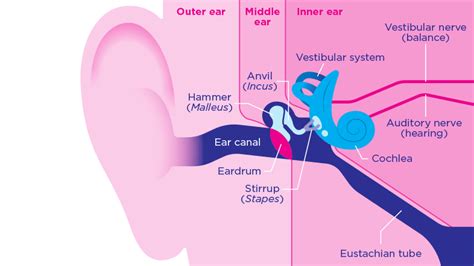 How The Ear Works Rnid