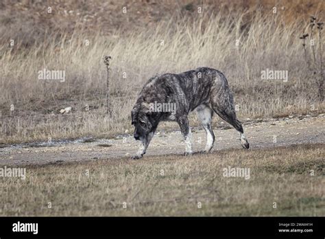 Kangal shepherd hi-res stock photography and images - Alamy