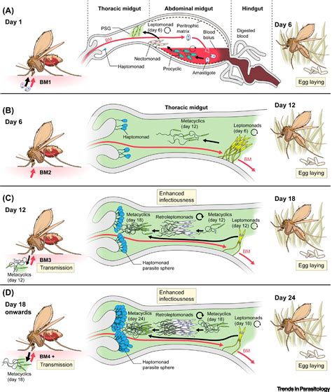 Leishmania Tropica Life Cycle