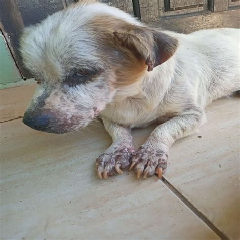 Mulher Presa Por Maus Tratos Ap S Cachorro Ser Encontrado Debilitado