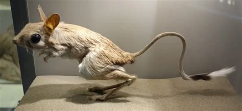 Greater Egyptian jerboa - Facts, Diet, Habitat & Pictures on Animalia.bio