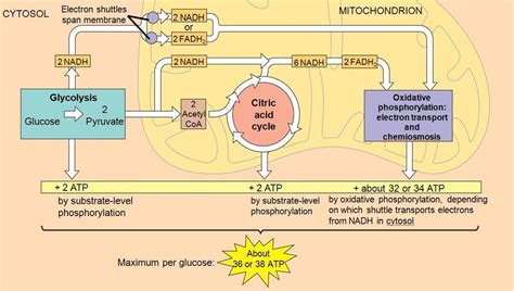 Metabolism Diagram | Quizlet