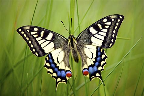 Fotogalerie Biologische Vielfalt Bild Geo