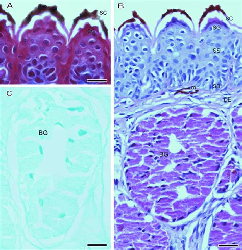 Transverse Section Of Nuptial Pads Of Phyllomedusines A EPs Of