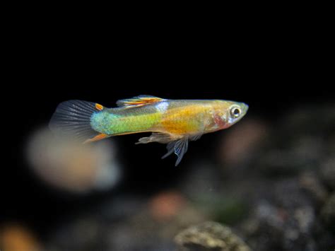 Assorted Endler (Poecilia wingei), Tank-Bred - Aquatic Arts on sale ...