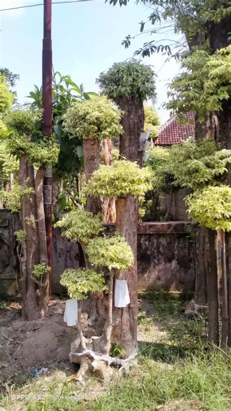 Jual Bonsai Anting Putri Agrotani Sejahtera