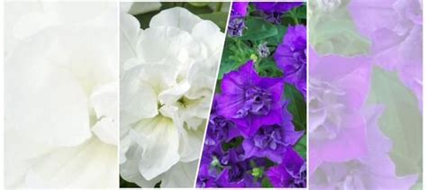 Петуния вегетативная Тумбелина Диана купить в Новосибирске | Товары для ...