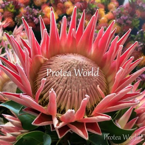 Cynaroides King Protea World