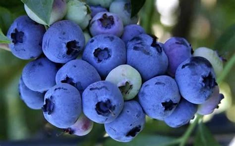 Sunshine Blue Dwarf Blueberry - 3 Gallon - Shrub, Fruit - Blueberry ...