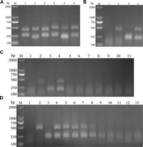 Frontiers Development And Application Of Raa Nucleic Acid Test Strip