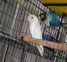 Albino Red Eye Breeder Pair For Sale In Gujranwala Parrots For Sale