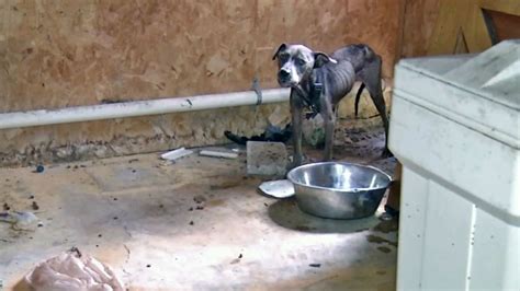 Starving Dog Rescued From Abandoned North Jacksonville Home