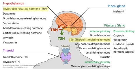 Hypothalamus Pituitary Hormones Thyroid Patients Canada