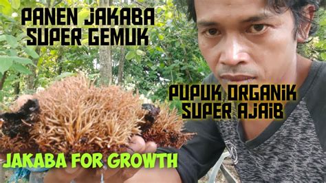 Panen Jakaba For Plant Growth YouTube