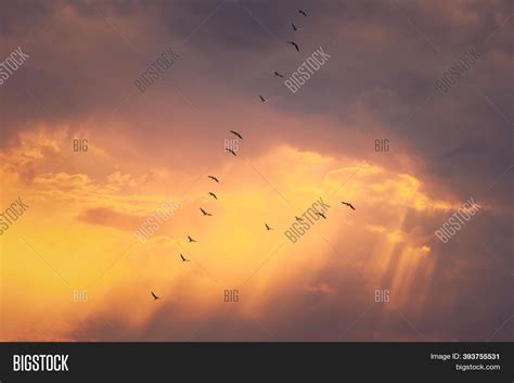 Flock Ducks Flying Image & Photo (Free Trial) | Bigstock