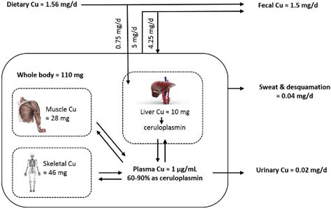 Figure 1 From Biological Role Of Copper As An Essential Trace Element