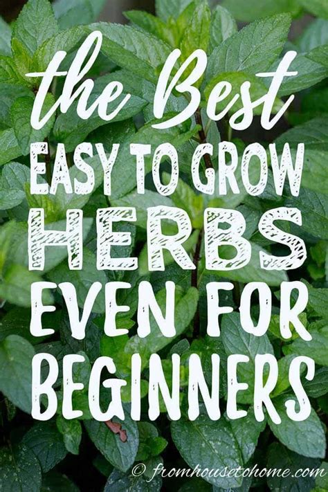 Best Easy To Grow Herbs For Beginners