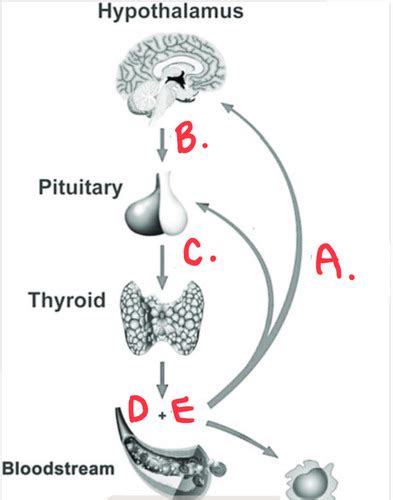 Physio Final Thyroid And Parathyroid Gland Flashcards Quizlet