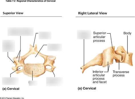 Cervical Vertebrae Lateral View Diagram