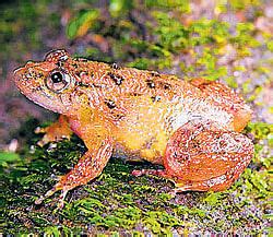 Dozen New Frog Species Found In Western Ghats