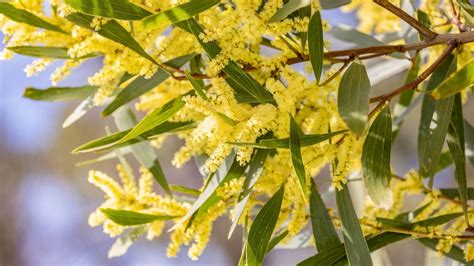 Wattle Day A Symbol Of Resilience And Unity Open Minds