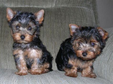 Akc Teacup Yorkie Puppies For Sale In Sacramento California Classified