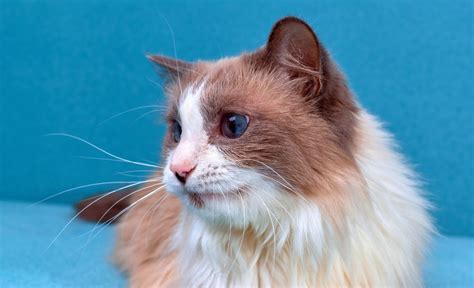 Skin Lumps And Bumps In Cats Causes Symptoms And Treatment