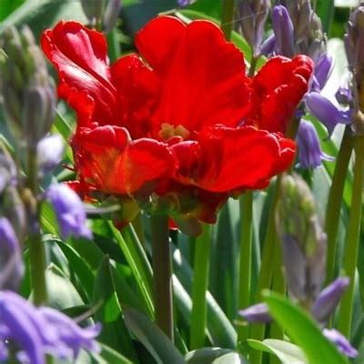 Тюльпан Rococo (Рококо)🌷 - купить луковицы и клубни в Украине | FLORIUM.UA
