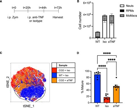 Frontiers Tnf Tnfr Signaling Inhibits Maturation And Maintains The