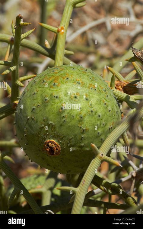 Nara Melon Acanthosicyos Horridus Namib Naukluft National Park