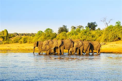 Elephant Herd Africa stock image. Image of animals, park - 75682719