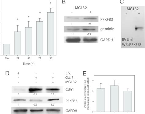 Pfkfb3 Gene Expression And The Activity Of Apc C Cdh1 A The Download Scientific Diagram