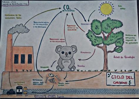 Ciclo Del Carbono Para Dibujar