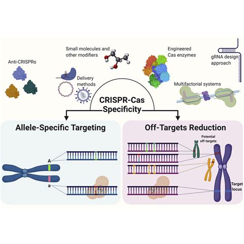 Single Base Resolution Increasing The Specificity Of The Crispr Cas