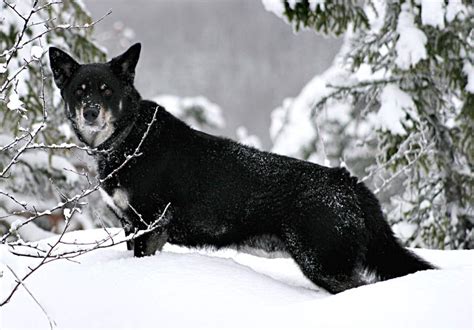 Five Fabulous Finnish Dog Breeds - Native Breeds to Finland - Animal Corner