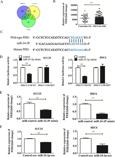 Mir P Directly Target The Utr Of Per And Regulates Its