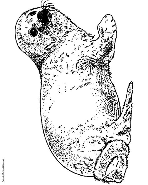 Harp Seal Coloring Page