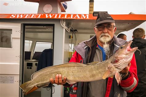 Plenty Of Cod Ling And Pollack To Go Around On The Tyne Wrecks SWEET