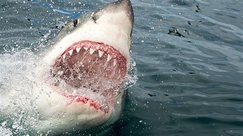 11 Foot 1200 Pound Great White Shark Pings Off Coast Of Florida Ahead