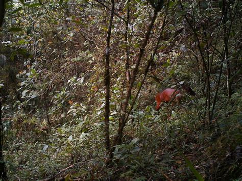 Central American Red Brocket From Zongolica Mx Ve Mx On July