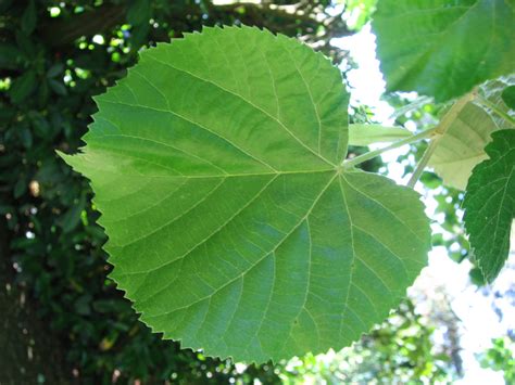 Photographie De Tilleul Grandes Feuilles Tilia Platyphyllos