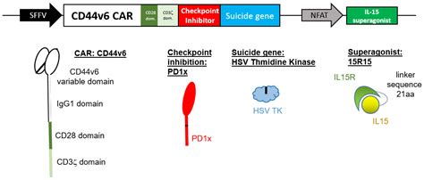 Ijms Free Full Text Next Generation Cd44v6 Specific Car Nk Cells