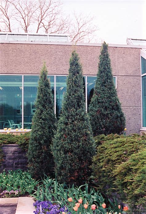 Skyrocket Juniper Juniperus Scopulorum Skyrocket In Milwaukee