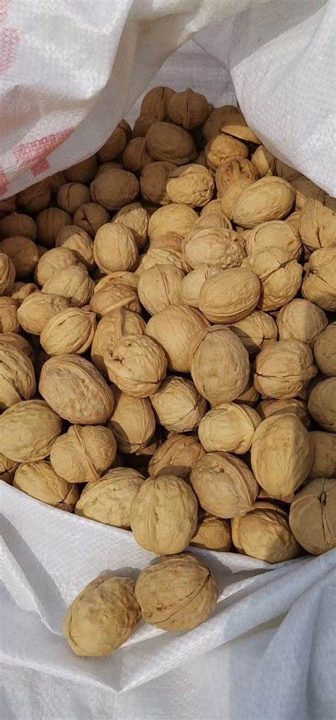 Xinfeng Walnut In Shell Unwashed Biggest Size Full Kernel High White