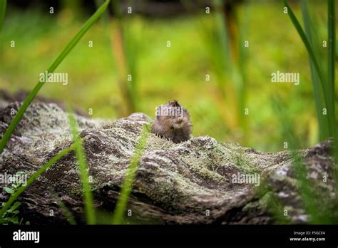 British Mammals Stock Photo - Alamy