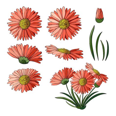 Premium Vector Alpine Aster Flower Vector Illustration Sketch