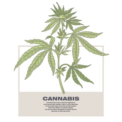 Ilustra O De Cannabis De Ervas Medicinais Vetor Premium