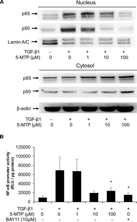 5 Mtp Inhibits Tgf β1 Induced Nf κb Activation In A549 Cells A A549